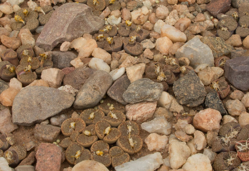 Lithops bromfieldii v. insularis C043296