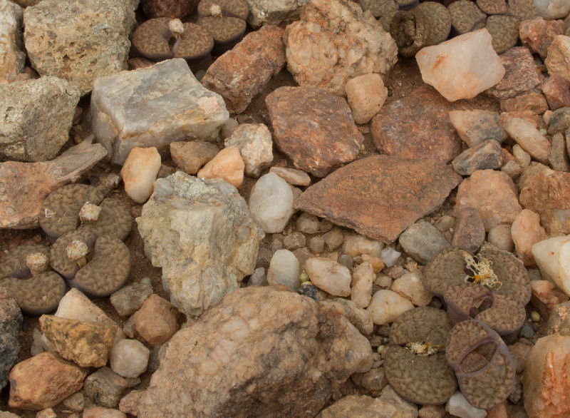 Lithops bromfieldii v. insularis C057294