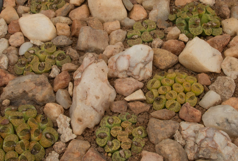 Lithops bromfieldii v. insularis f. sulphurea 420 C362