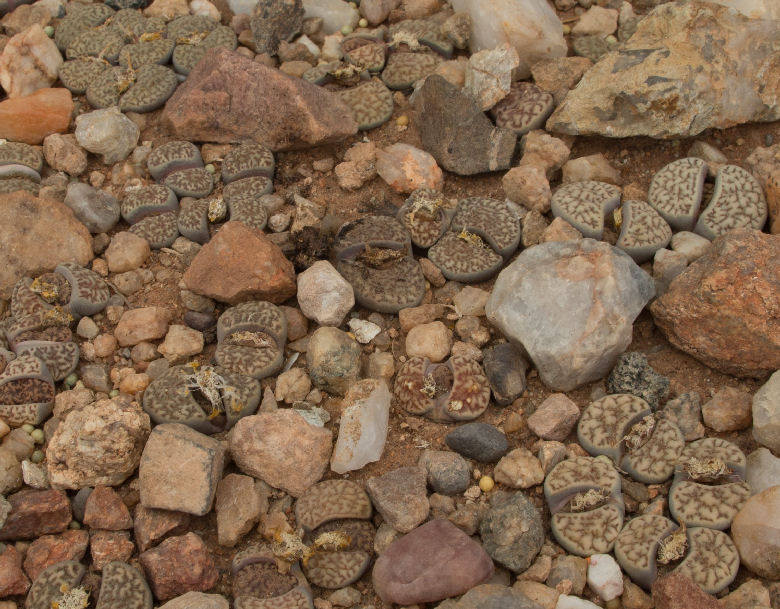 Lithops bromfieldii v. mennellii C283292