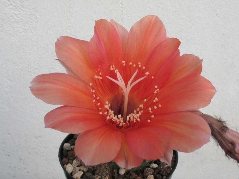 echinopsis cv. bruna