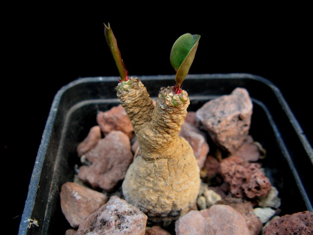 Euphorbia brunellii 
