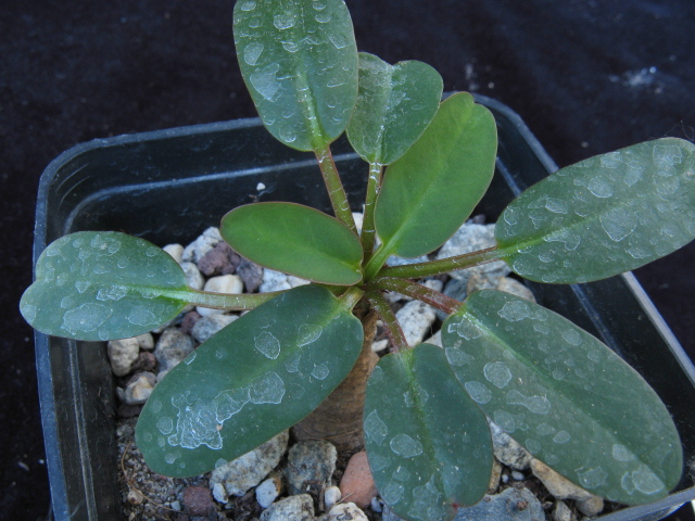 Euphorbia brunellii 