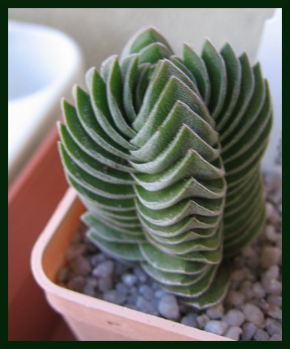 Crassula  