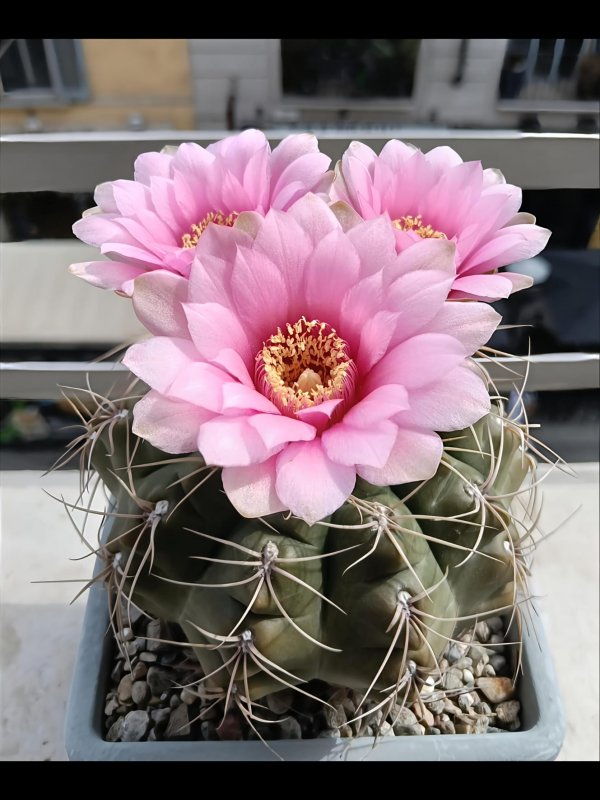 Gymnocalycium buenekeri x horstii 