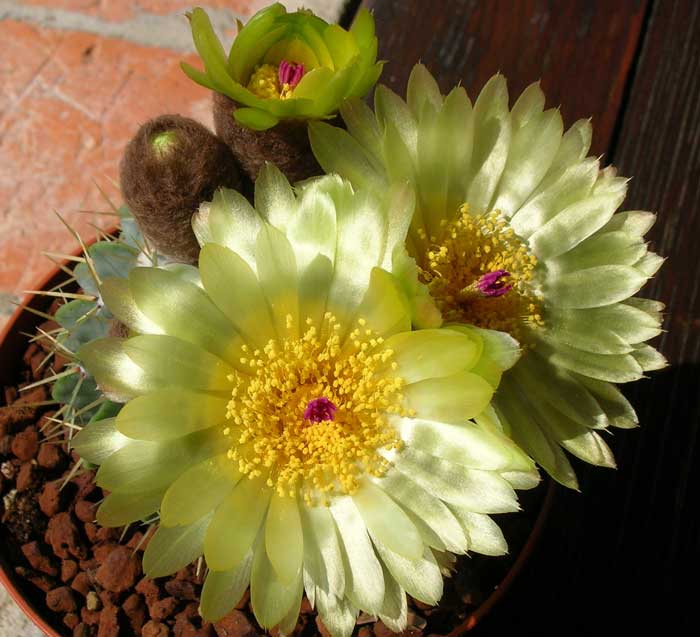 Parodia buiningii 