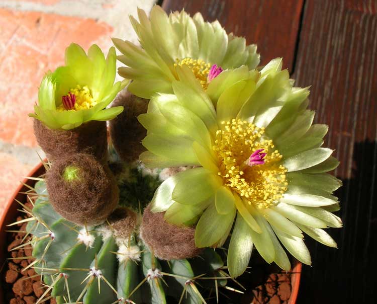 Parodia buiningii 