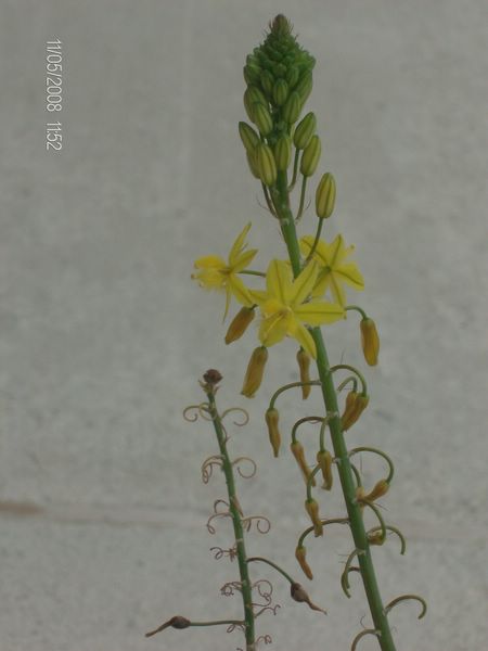 bulbine alooides