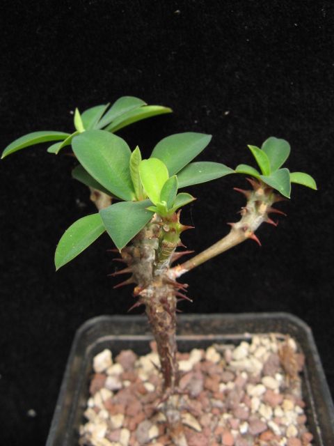 Euphorbia bulbispina 