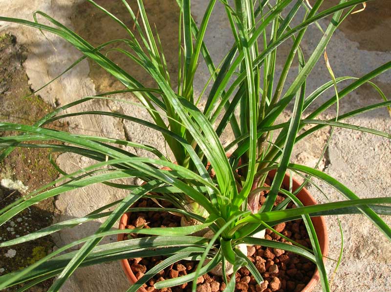 Beaucarnea recurvata 