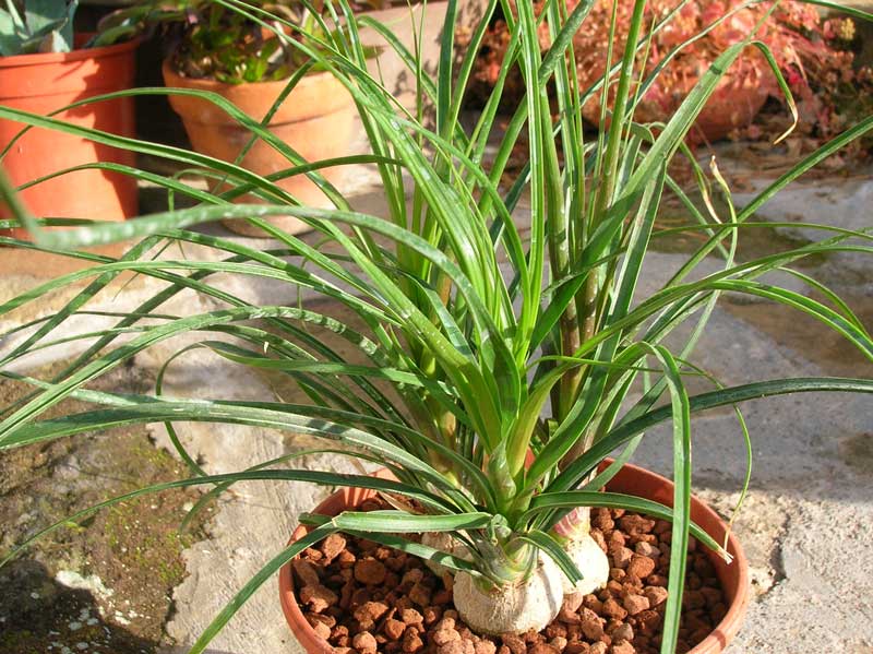 Beaucarnea recurvata 