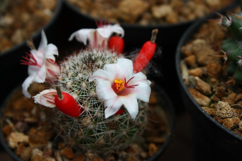 Mammillaria hutchisoniana v. albissima 