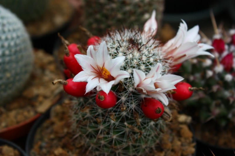 Mammillaria hutchisoniana v. albissima 