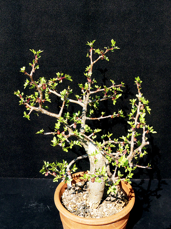 Bursera fagaroides v. elongata 