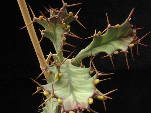 Euphorbia buruana 