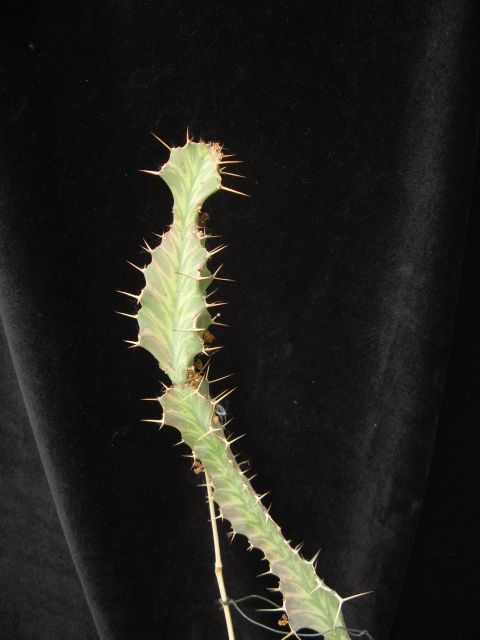 Euphorbia buruana 