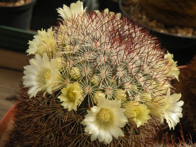 Mammillaria buxbaumeriana ML142