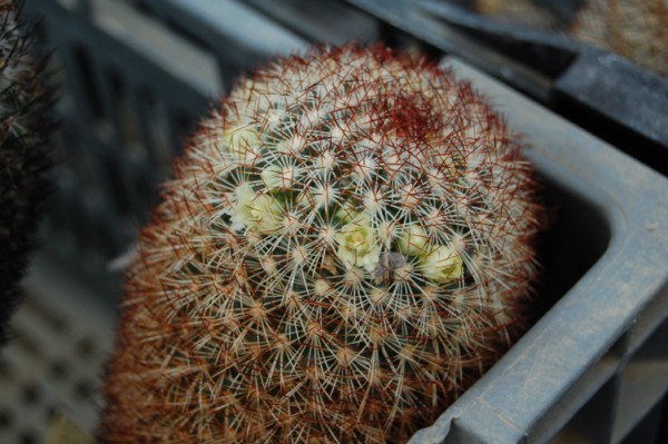 Mammillaria buxbaumeriana ML 142