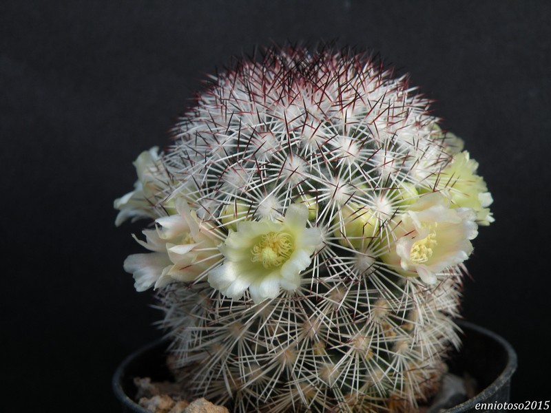 Mammillaria buxbaumeriana rog 388