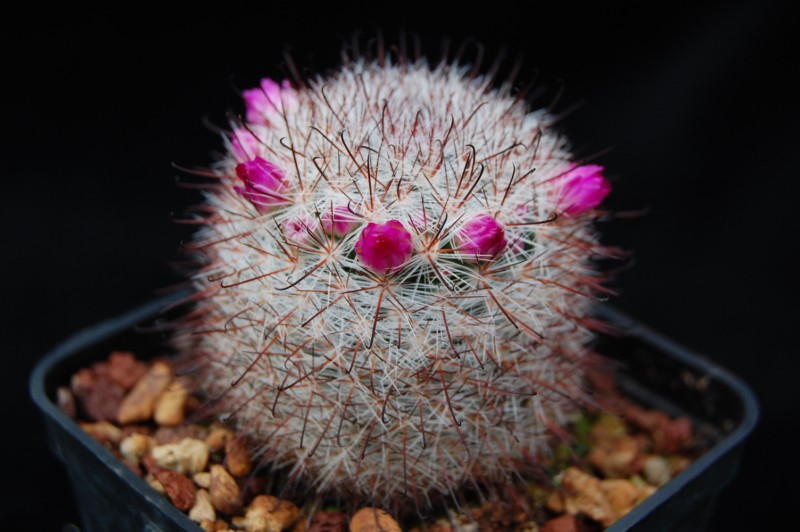 Mammillaria berkiana LAU 1245