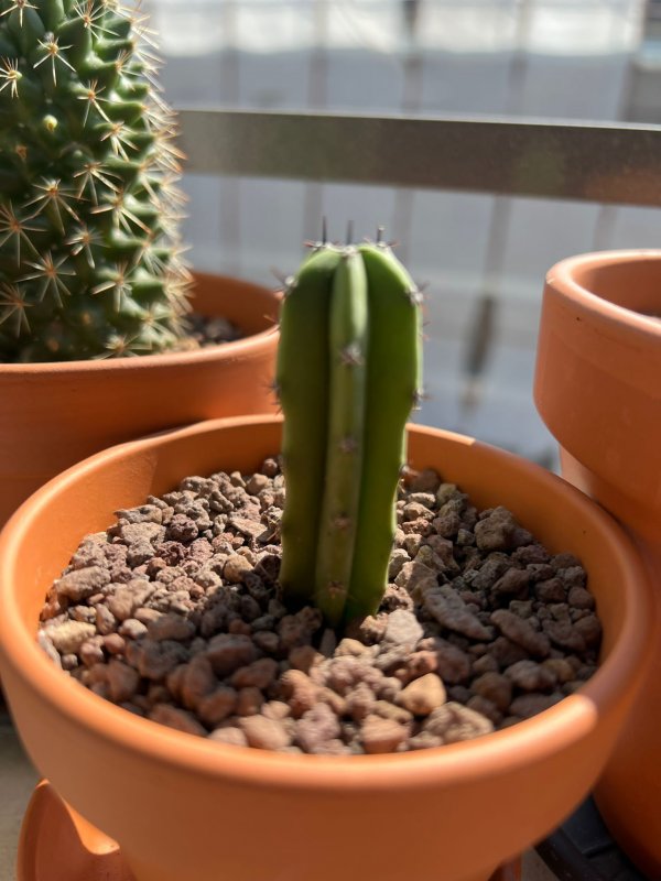 Cereus ??? 