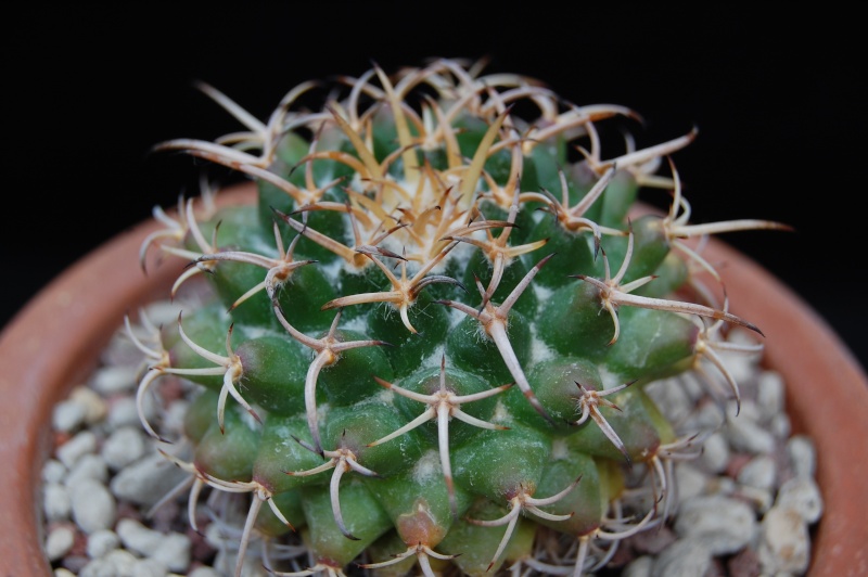 Mammillaria magnimamma BZ 74