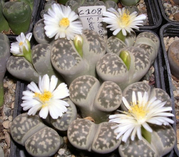 Lithops karasmontana ssp. bella C108