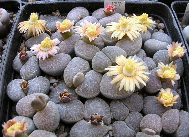 Lithops verruculosa C157