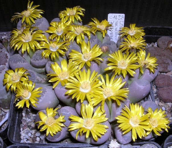 Lithops olivacea v. nebrownii C162B