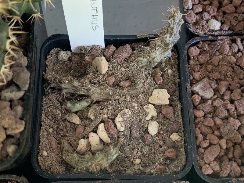 Stapelianthus decaryi 