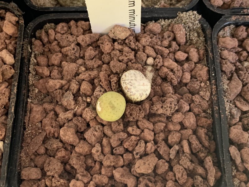 conophytum minimum