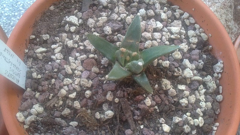 Ariocarpus retusus ssp. scapharostroides 