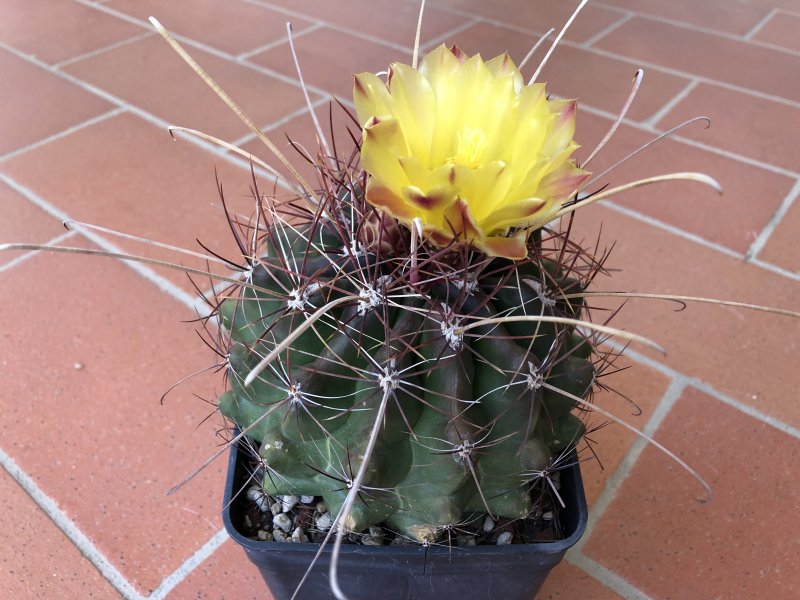 Ferocactus hamatacanthus 