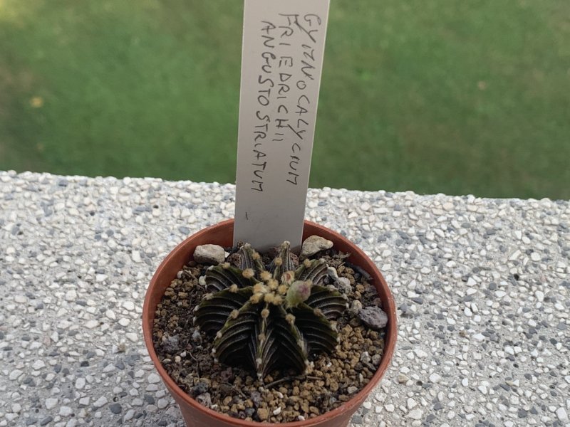 gymnocalycium friedrichii v. angusto-striatum