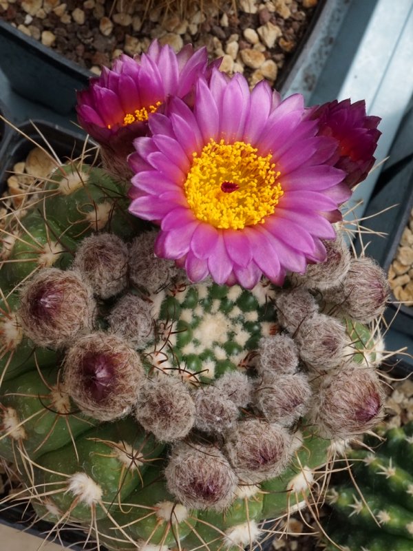 Parodia werneri 