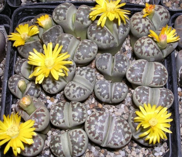 Lithops dorotheae C300