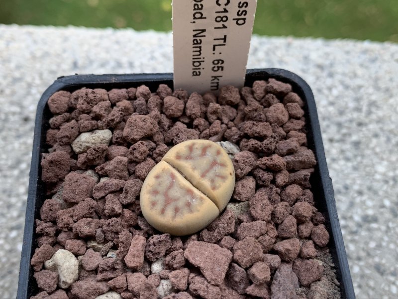 Lithops dinteri ssp. multipunctata C181