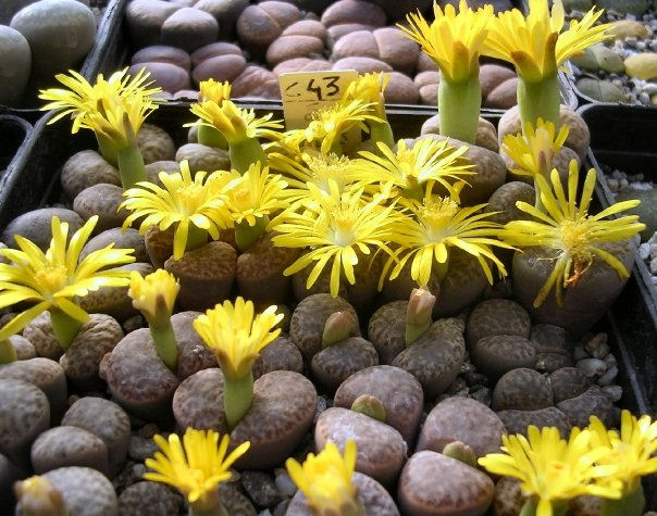 Lithops bromfieldii v. insularis C43