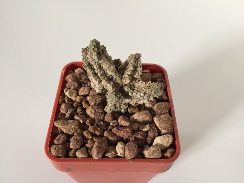 Pseudolithos mccoyi 