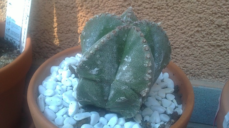 Astrophytum myriostigma 