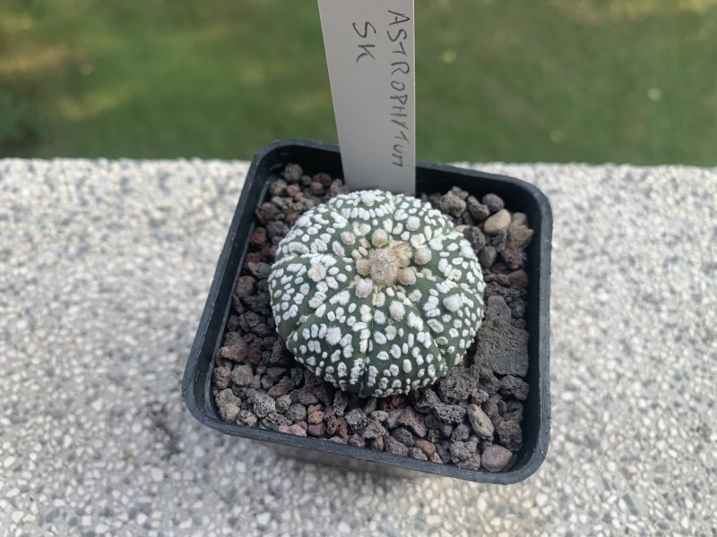 Astrophytum asterias cv. super kabuto 