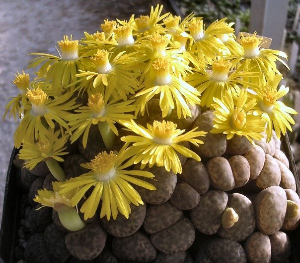 Lithops bromfieldii v. insularis C57