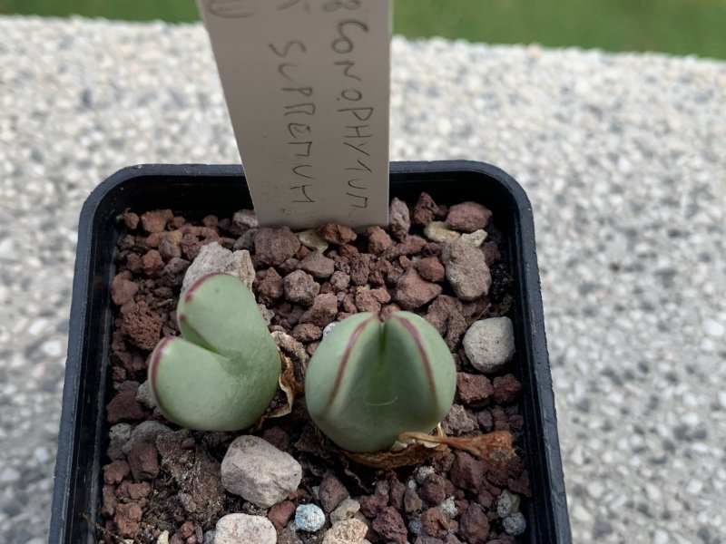 conophytum supremum