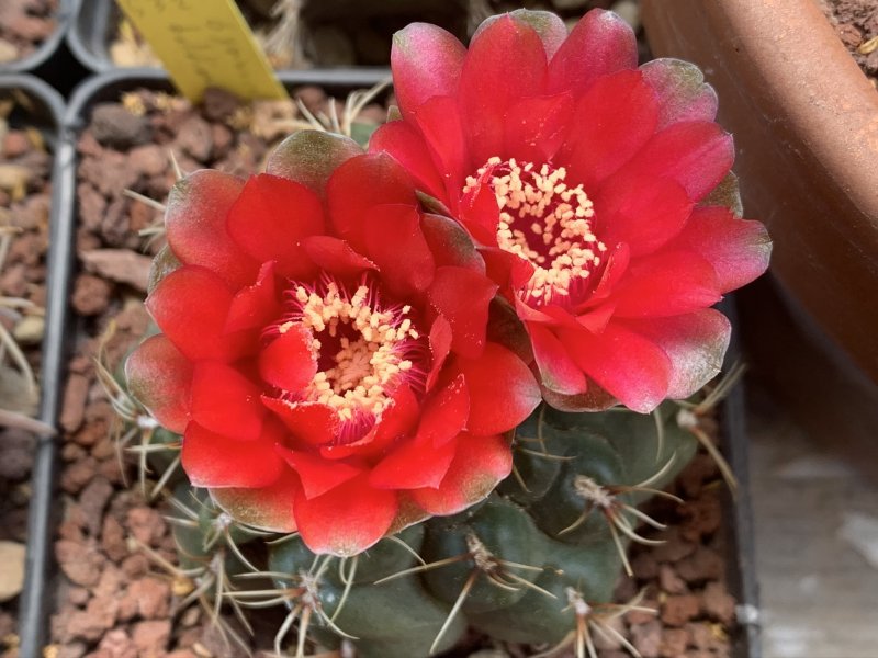 Gymnocalycium baldianum 
