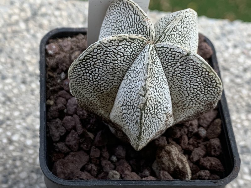 Astrophytum myriostigma cv. onzuka 