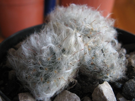 Mammillaria guelzowiana 
