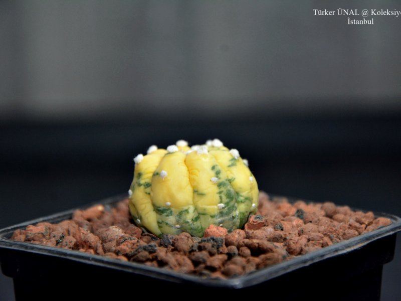 Astrophytum asterias f. variegatum cv. fukuryu 