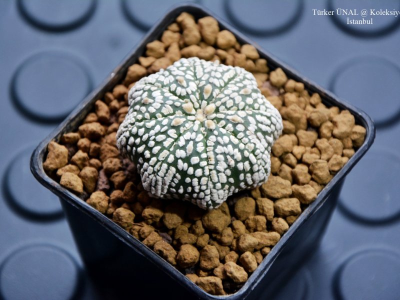 Astrophytum asterias cv. super kabuto star shape 