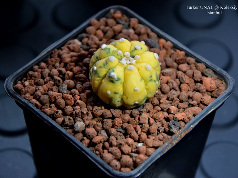 Astrophytum asterias f. variegatum cv. fukuryu 