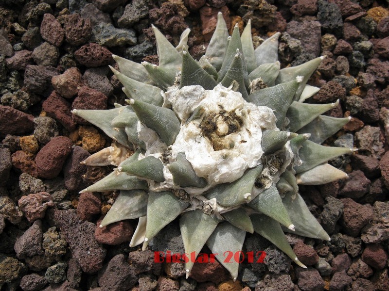 Ariocarpus retusus SB 68